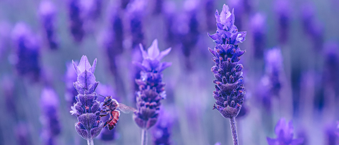 About with newsletter block