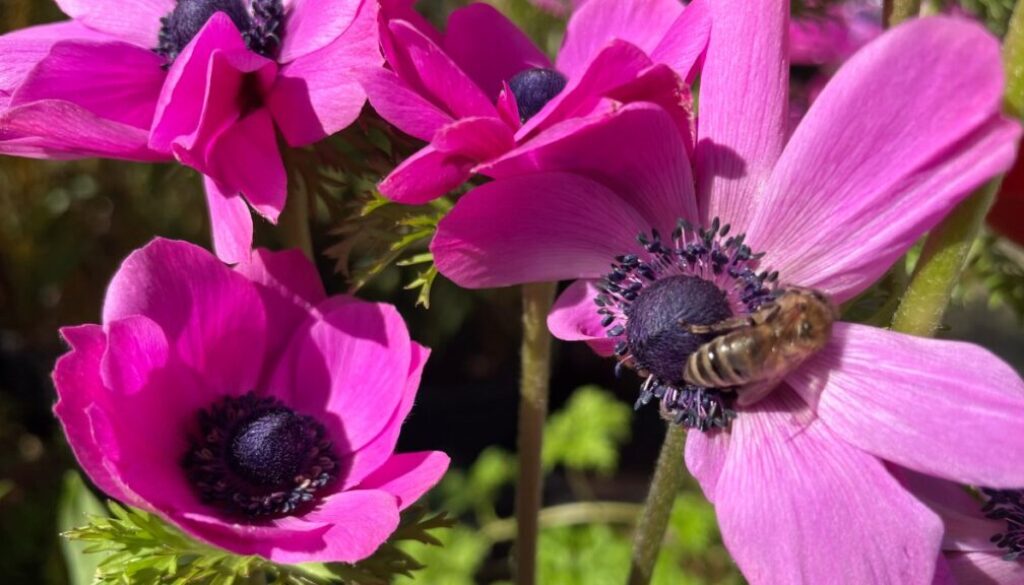 anenomes