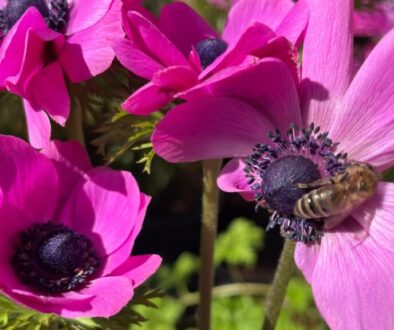 anenomes