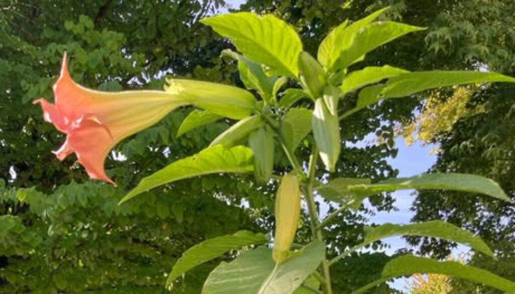 brugmansia