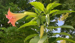 brugmansia