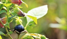 noname_13-great-cherry-1547692_1280