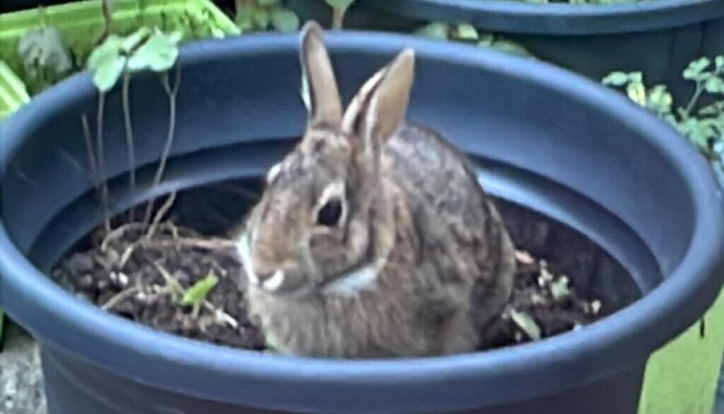 bad bunny