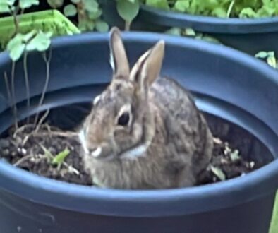 bad bunny